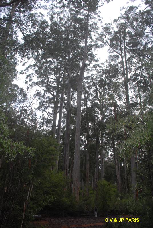 Manjimup,  Four Aces (Les quatres Aces)