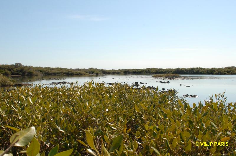 Mangrove Bay - Parc National de Cape Range
