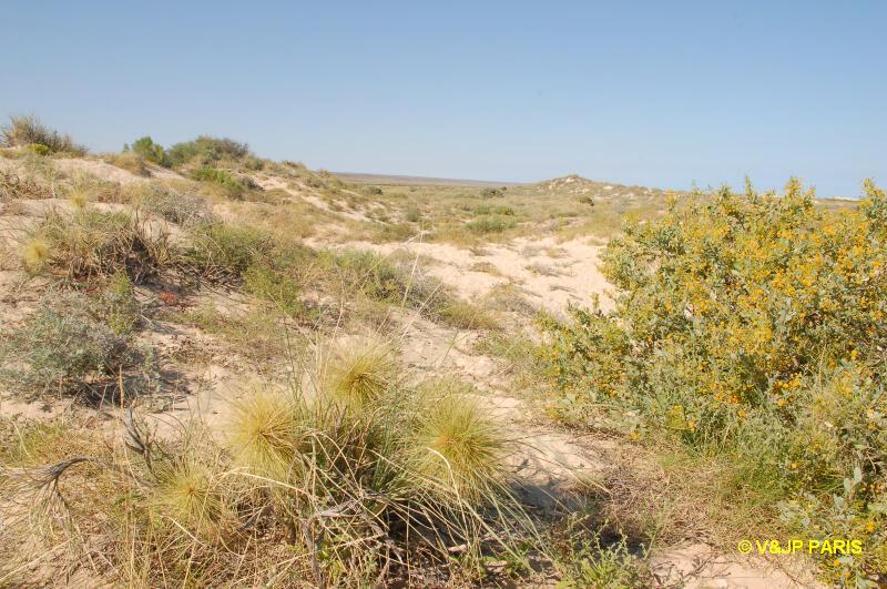 Mangrove Bay - Parc National de Cape Range