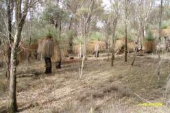 Forêt de Dryandra