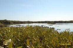 Mangrove Bay - Parc National de Cape Range