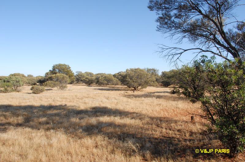 Cue - Nallan Station