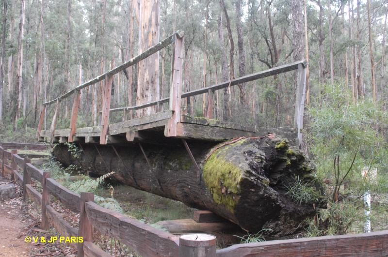 One Tree Bridge