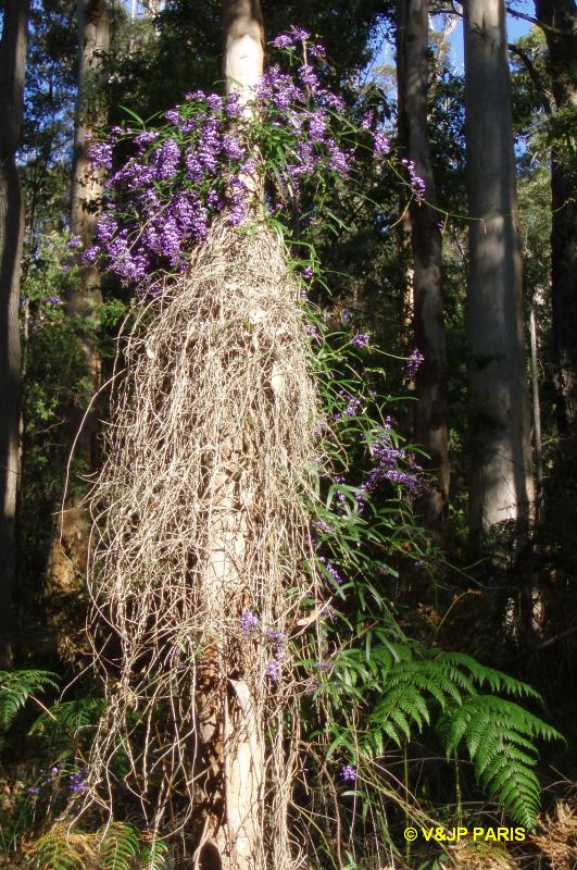 Parc National de Porongurup