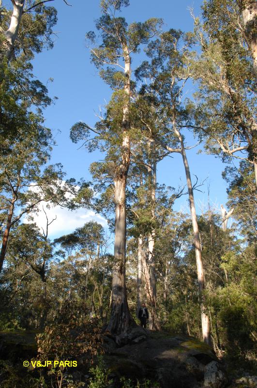 Parc National de Porongurup