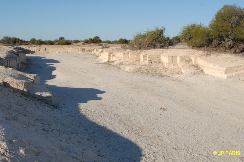 Stromatolite Hamelin Pool 